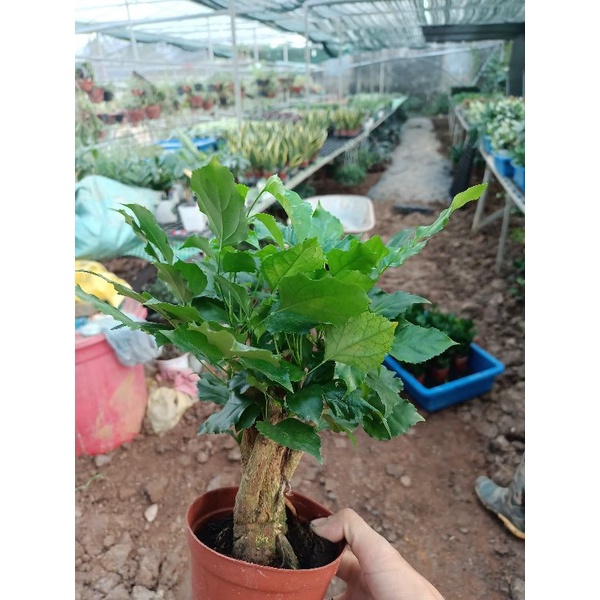 Cây hạnh phúc để bàn gốc to