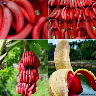 Cây giống chuối tiêu đỏ cây mô F1