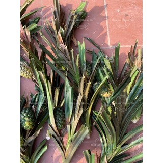 cây dứa rừng (gốc giống có rễ)