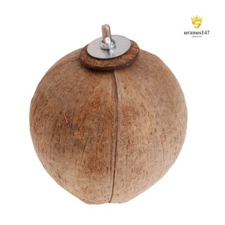 Tổ Chim Bằng Vỏ Dừa Độc Đáo