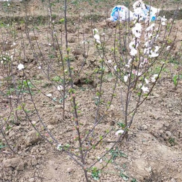 Cây Nhất Chi Mai Hoa Trắng Đã Có Hoa Cao 70cm lz5 LOẠI 01