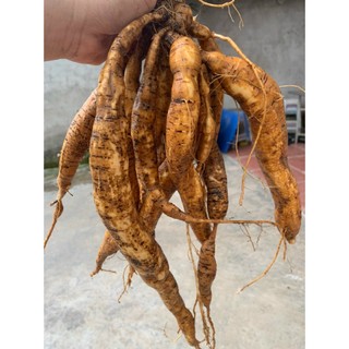 Củ sâm nam núi dành tươi (500g)