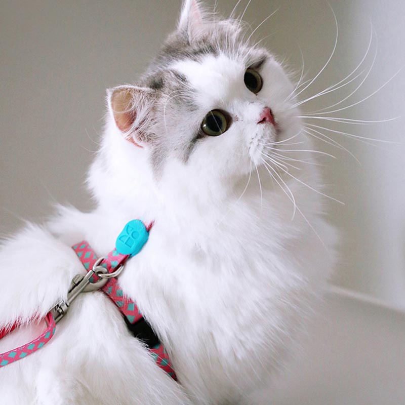 HamshMoc Bộ Dây Dắt Và Dắt Thú Cưng Đi Dạo Bằng Polyester Mềm Mại Họa Tiết Hoa Hamsa Có Thể Điều Chỉnh