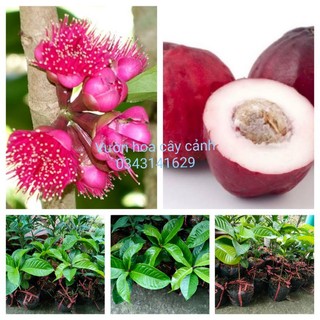 Cây giống mận điều