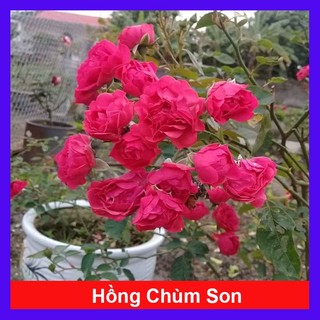 Cây Hoa Hồng Chùm Son - cây cảnh để bàn