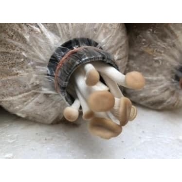 Phôi nấm Bào ngư