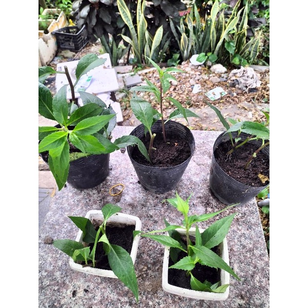 RAU LỦI TƯƠI  GIA LAI - ĐẶC SẢN TÂY NGUYÊN