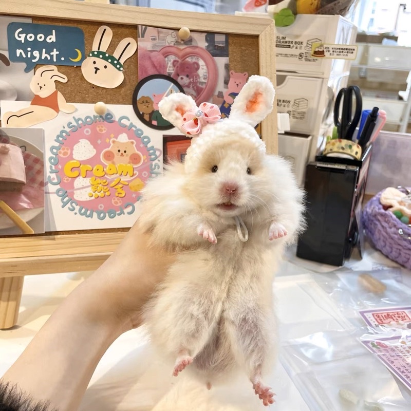 Nón cho hamster ,sóc ,…