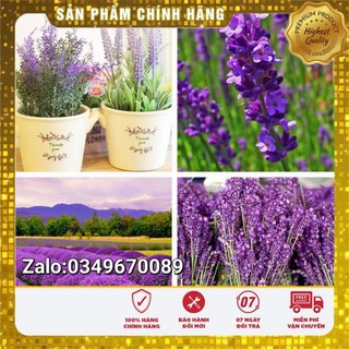 Hạt Giống Hoa Oải Hương Tím Lavender - 100 hạt