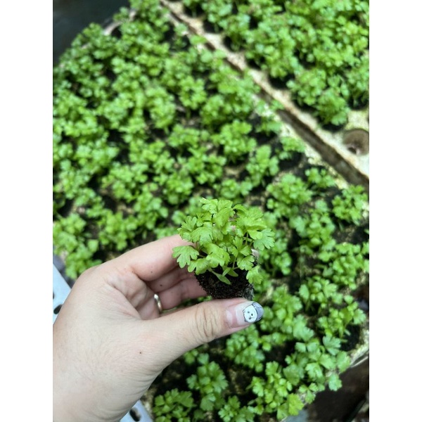 Combo 10 bụi Ngò rí