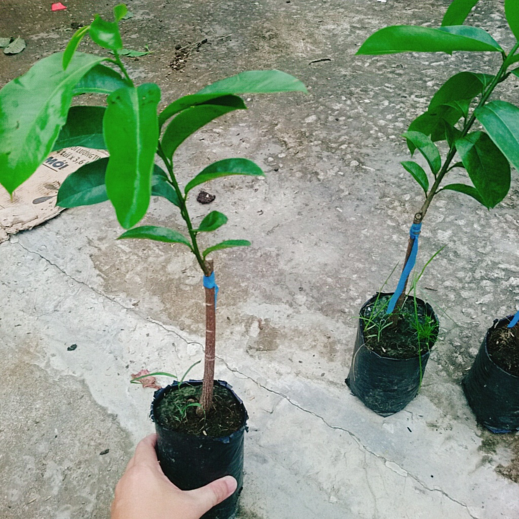 Cây mãng cầu xiêm thái cao 40-50cm cho trái sau 1 năm