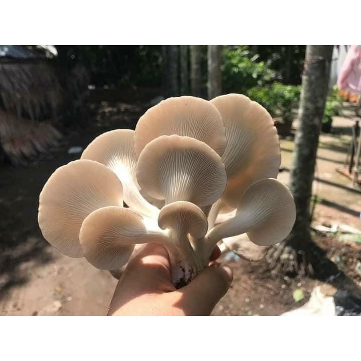 Phôi nấm Bào ngư
