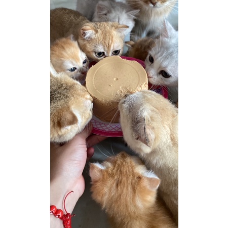 Pate tươi cho Mèo Chó nhà làm chất lượng thơm ngon HCM