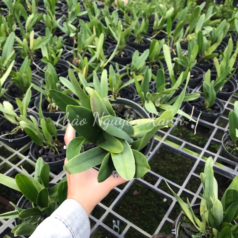 Cattleya mini siêu thơm Rlc.Mayor Yamasaki