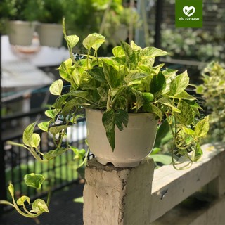 Chậu Treo Trầu Bà Cẩm Thạch (Trầu Bà Sữa)