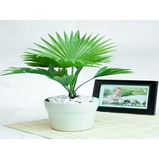 Hạt giống cây cọ mỹ ( Pritchardia filifera ) - 5 hạt (TẶNG gói kích thích hạt nảy mầm)