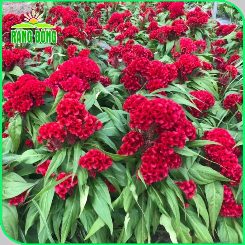 Hạt giống Hoa Mào Gà Búa Đỏ Nhung trồng chậu, sân vườn, trồng quanh năm, Hạt giống hoa - Hạt giống Rạng Đông