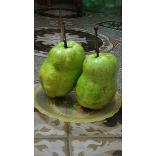 Cây Giống Ổi không hạt Phugi ( giống chuẩn)