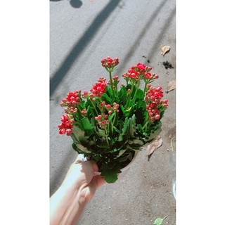 Cây Hoa Sống Đời Thái