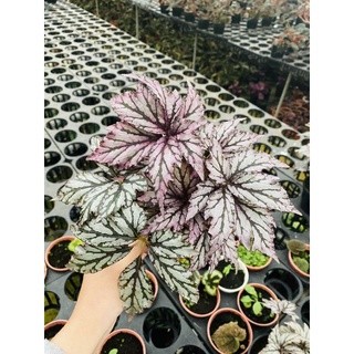 Chậu cứng Begonia Benitochiba