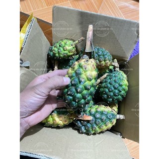 Cây dứa rừng