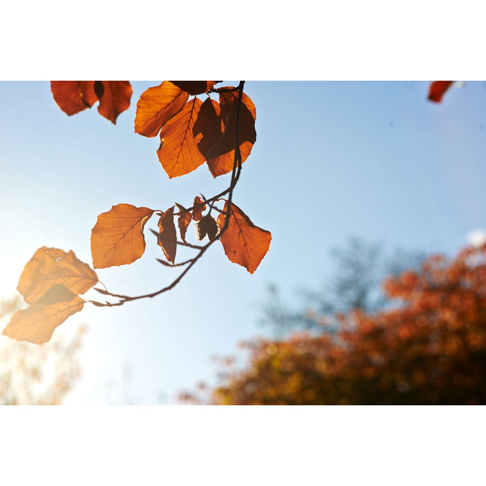 Ống kính Samyang 85mm T1.5 AS IF UMC II Cine Lens For Canon EF - Mới 98%