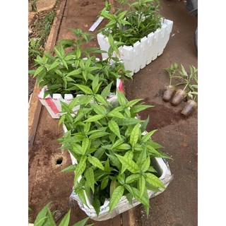 Chậu hoàn ngọc trắng (size chậu c6)
