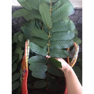 Lá muồng trâu 500gram