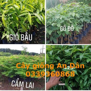 Cây Giống Sưa, Sưa Đỏ, Trầm Hương- Gió Bầu, Gù Hương, Cẩm Lai, Trắc Đỏ, Chà Là, Bồ kết, Bồ kết ghép, cau lùn