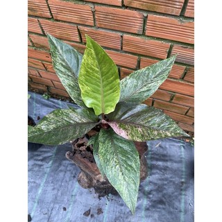 Anthurium Hookeri var - Cây gen đẹp