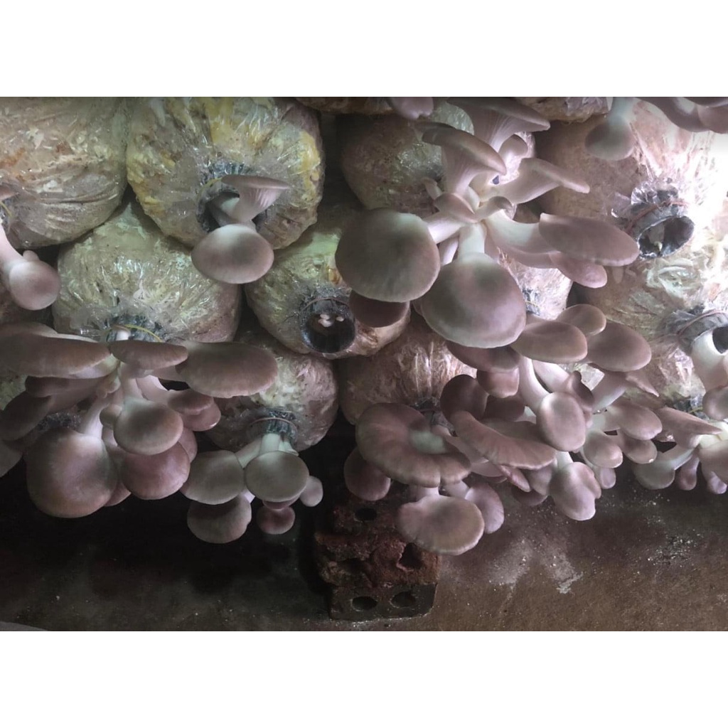 Phôi nấm Bào ngư