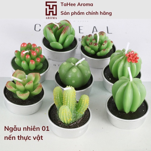 Nến hình cây thương hiệu TaHee Aroma KHÔNG MÙI, trang trí phòng và làm đẹp