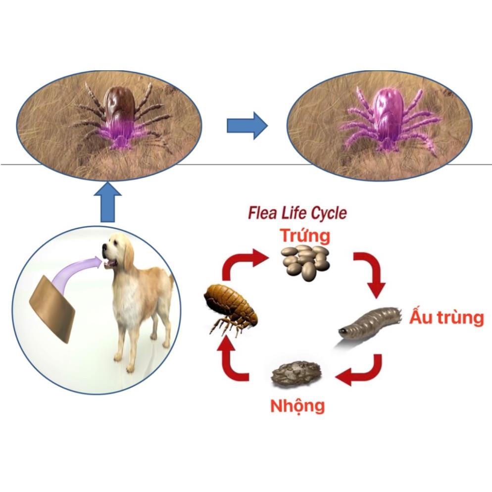 Orgo- Phòng trừ ve rận bọ chét trên chó mèo hiệu quả nhất bằng nhỏ gáy và xịt.