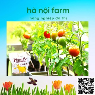 700gr phân bò xử lý hữu cơ