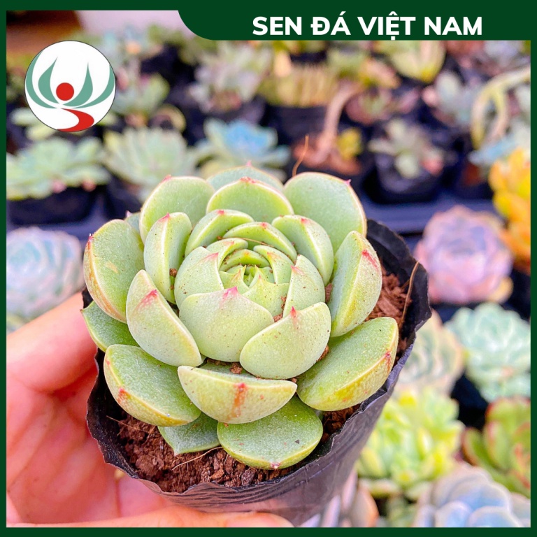 Sen Đá Vân Mai Xanh Size 5-8cm, XUẤT XỨ VIỆT NAM, ĐÃ THUẦN KHÍ HẬU, SIÊU KHOẺ ĐẸP, Lỗi 1 ĐỔI 1