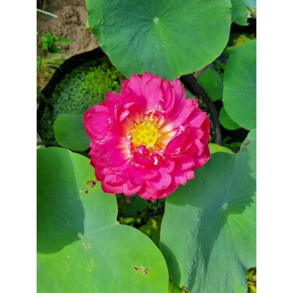 Củ hoa sen thúy túy hồng an