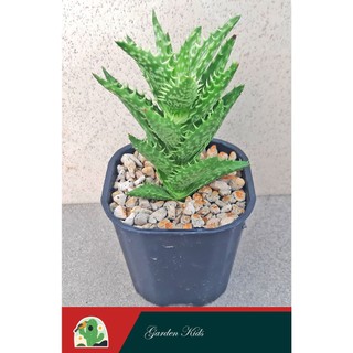 Sen đá hàm cá sấu (Aloe Juvenna)