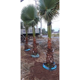 Hạt giống cây cọ mỹ  - gói 5hạt