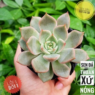 sen đá đế vương hồng🍏 |FREESHIP| 🔥 XỨ NÓNG, ĐÃ THUẦN KHÍ HẬU, KHOẺ ĐẸP 🍏 LỖI 1 ĐỔI 1