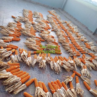 Trái bắp (ngô) khô tự nhiên decor trang trí