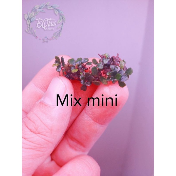 Bucep Mix mini | cây thủy sinh | hàng ngọn | lá cạn | siêu rẻ