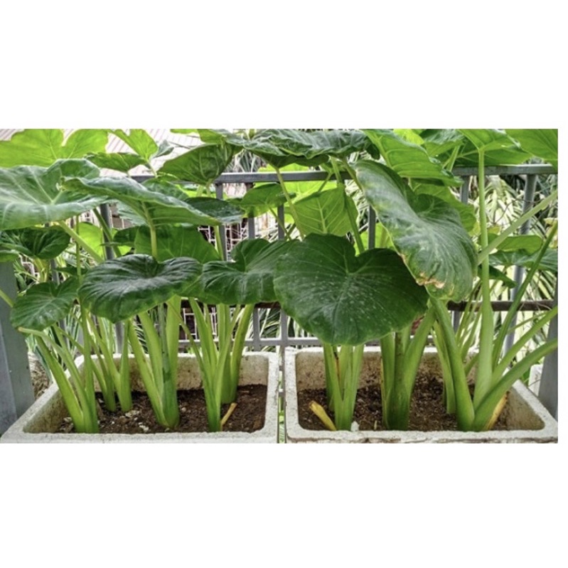 Cây dọc mùng/ bạc hà nấu canh chua - dễ trồng phát triển nhanh