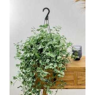 Chậu cứng peperomia scandens variegata