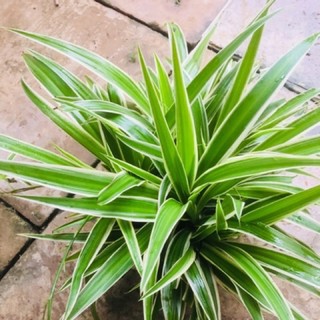 Cụm cỏ lan chi
