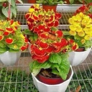 Củ hoa Huyền sam hoa tết(1set 5củ)