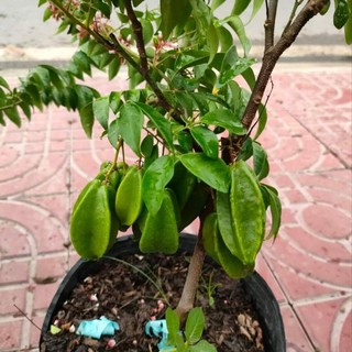 Khế chua lùn đang trái... siêu trái