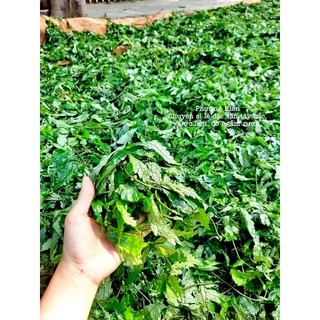 1kg lá đắng rừng tây bắc, chữa dạ dày, khuẩn hp
