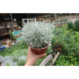 Cây silver bush gạc nai bạc