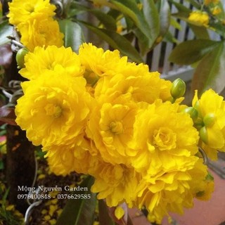 Cây mai cúc 2 tầng - bonsai gốc ghếp chuẩn
