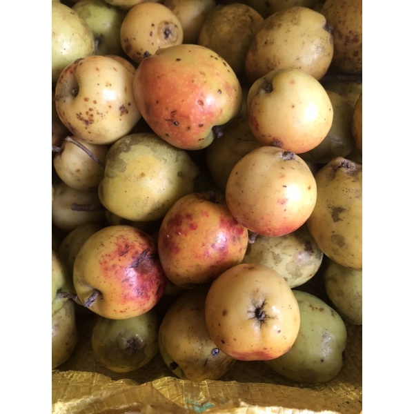 Táo mèo tươi ngâm rượu/ hàng cuối vụ chín